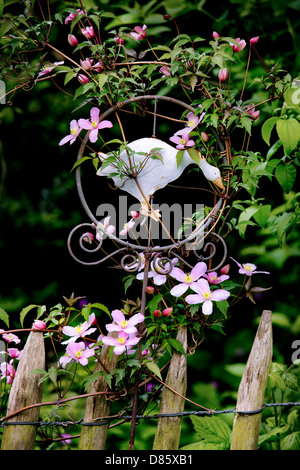 Clematis Montana in Blüte Stockfoto