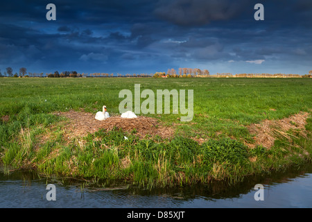 paar weiße Schwäne auf Nest bei Sonnenuntergang, niederländische Ackerland Stockfoto