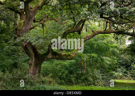 Altenglisch Eiche / pedunculate Eiche / französischer Eiche (Quercus Robur) in Wald Stockfoto