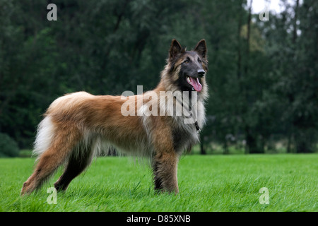 Belgischer Schäferhund Tervuren / Tervueren (Canis Lupus Familiaris) Hund im Garten Stockfoto