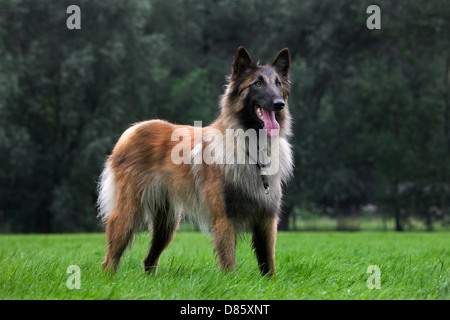 Belgischer Schäferhund Tervuren / Tervueren (Canis Lupus Familiaris) Hund im Garten Stockfoto