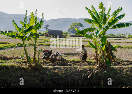 Landwirt arbeiten auf Feld, Nyaung Shwe, Myanmar, Asien Stockfoto