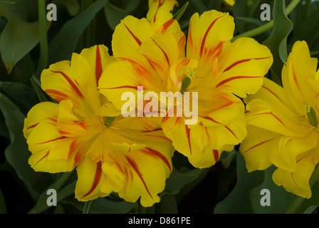 Gelb-rote Tulpe blüht (Nahaufnahme) Stockfoto