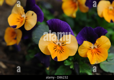 Viola - gehörnten violett, getuftet Stiefmütterchen Sorbet sonnigen Royale Stockfoto