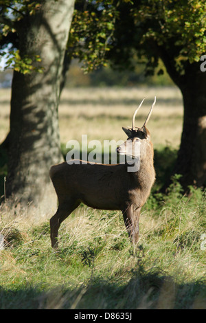 Sika Rotwild (Cervus Nippon) Hirsch, Herbst, Studley Royal Deer Park, North Yorkshire, England, UK Stockfoto