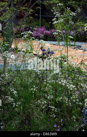 RBC Blau Wasser Dachgarten, Aussteller: Royal Bank of Canada, Designer: Prof. Nigel Dunnett und die Landschaft-Agentur. Chelsea Flower Show 2013 Stockfoto