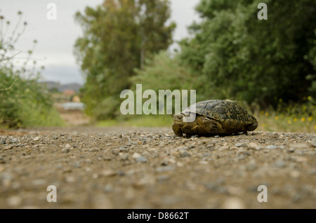Spanische Teichschildkröte (Mauremys leprosa) über eine unbefestigte Straße, andalusien, Spanien. Stockfoto