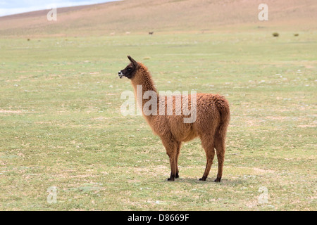 Seitenansicht des Lamas in einer Wiese, Bolivien Stockfoto