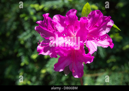 Rhododendron-Nahaufnahme, selektiven Fokus Stockfoto