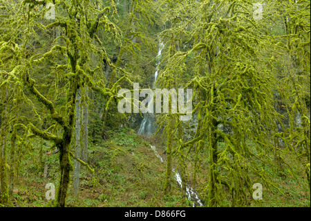 Moos bedeckt Big Leaf Ahornbäume und saisonale Wasserfall. Silver Falls State Park, Oregon Stockfoto