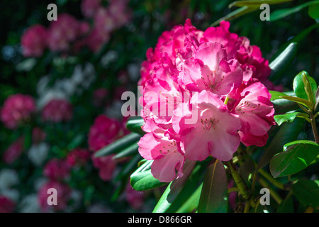 Rhododendron-Nahaufnahme, selektiven Fokus Stockfoto