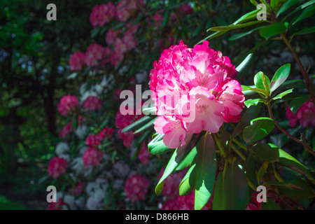 Rhododendron-Nahaufnahme, selektiven Fokus Stockfoto