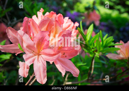 Feuerlilie Garten in voller Blüte Stockfoto