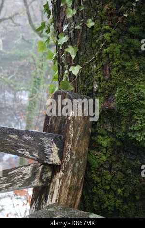 Altes Land Zaun gelehnt auf einem moosigen Baum Stockfoto