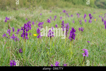 Orchis Morio / Anacamptis Morio. Grün, geflügelten Orchideen auf einer Wiese in der englischen Landschaft Stockfoto