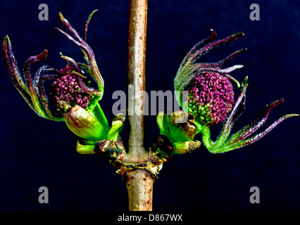 roter Holunder Blütenknospen im Frühjahr Stockfoto