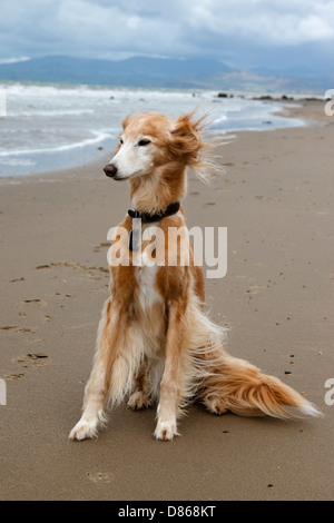 Ein Saluki - Whippet cross Lurcher sitzen an einem einsamen Strand in Nord-Wales Stockfoto