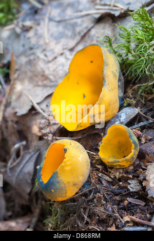 Frühling orange Peel Pilz Stockfoto