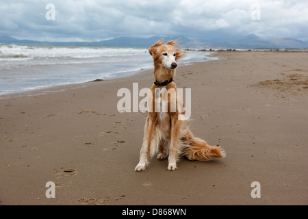 Ein Saluki - Whippet cross Lurcher sitzen an einem einsamen Strand in Nord-Wales Stockfoto