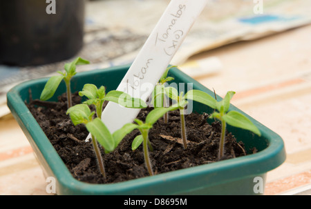 Ihr eigenes Essen, F1 Totem Tomaten Setzlinge wachsen. Stockfoto