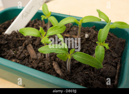 Ihr eigenes Essen, F1 Totem Tomaten Setzlinge wachsen. Stockfoto