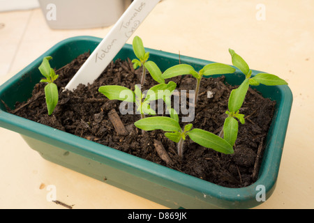 Ihr eigenes Essen, F1 Totem Tomaten Setzlinge wachsen. Stockfoto