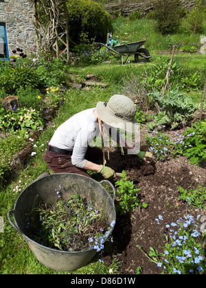 Eine ältere Frau jäten im Garten Grenze im Mai Frühling Frühling Sonnenschein in Carmarthenshire Wales UK KATHY DEWITT Stockfoto