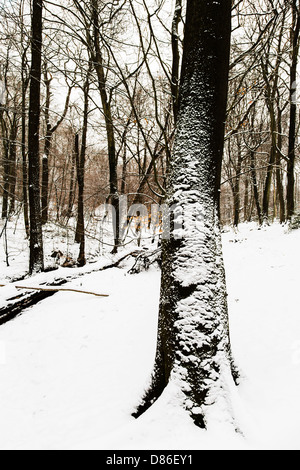 Verschneite Szene in Burnham Beeches, Buckinghamshire, Großbritannien Stockfoto