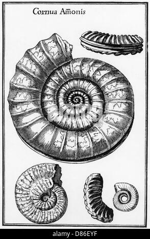 Ammoniten Stockfoto