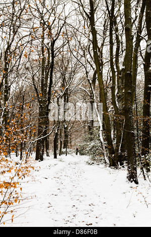 Verschneiten Bäumen gesäumten Weg in Burnham Beeches, Buckinghamshire, Großbritannien Stockfoto