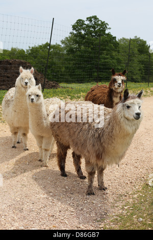 Eine kleine Gruppe von Alpaka in einer Straße stehen. Stockfoto