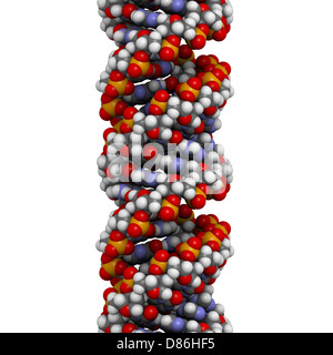 Struktur der DNA (A-DNA Konformation). DNA ist der wichtigste Träger der genetischen Information in allen Organismen Stockfoto