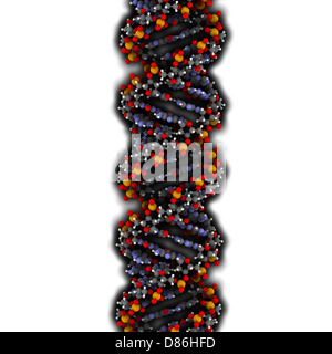 Struktur der DNA (A-DNA Konformation). DNA ist der wichtigste Träger der genetischen Information in allen Organismen Stockfoto