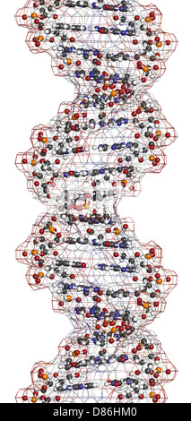 DNA-Struktur. Computermodell des Teils des Gens für menschliches Wachstumshormon, in B-DNA Form gezeigt. Stockfoto