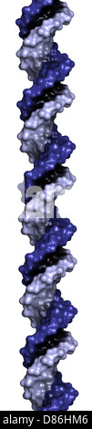 DNA-Struktur. Computermodell des Teils des Gens für menschliches Wachstumshormon, in B-DNA Form gezeigt. Stockfoto