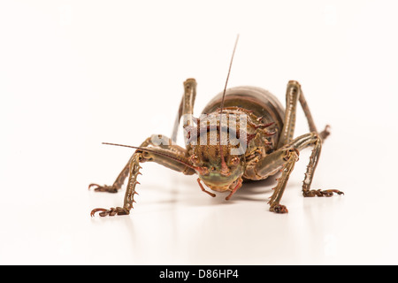 Großen Armored cricket Stockfoto