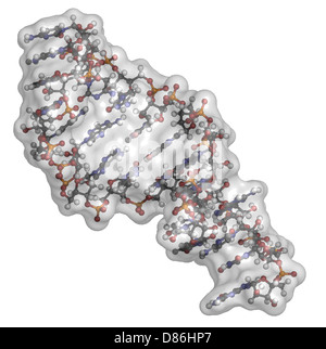 Mikro-RNA (MiRNA, hat-MiR-133a) Struktur, Computer-Modell. MiRNA ist RNA nichtcodierende, die Aufsichtsfunktionen gen hat. Stockfoto