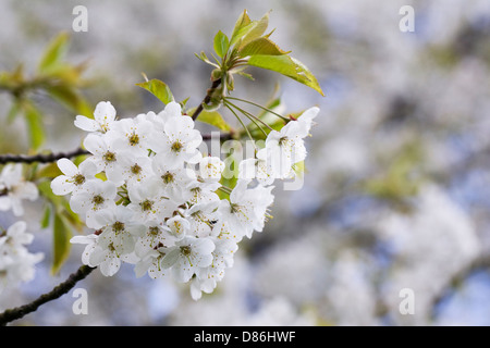 Prunus Avium Blüte. Wilde Kirschblüte. Stockfoto