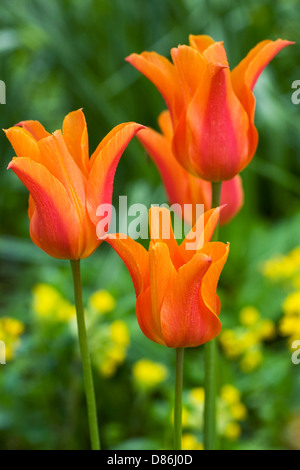 Tulipa 'Ballerina' an der Grenze. Stockfoto