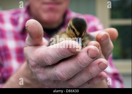 Wenig Waltham, Essex, England. 20. Mai 2013. Winnie, das Entlein wurde von ihrer Mutter verlassen, wenn sie mit Winnies acht Geschwister links und für den Fluss geleitet. Sie ist ungefähr drei Tage alt, so der Mann, der fand, dass es in seinem Garten es gedauert hat bis ein passendes Zuhause gefunden werden kann. Winnie hat einen Teich zum Schwimmen und eine Schicht Leiter mit ein-und Ausstieg. Mit einem herzhaften Appetit und starke zwitschern, sein tun gut. Bildnachweis: Allsorts / Alamy Live News Stockfoto