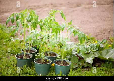 Junge Tomaten Setzlinge in Kunststoff Blumentöpfe Stockfoto