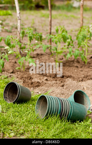 Viele Kunststoff leere Blumentöpfe von Tomatenpflanzen Stockfoto