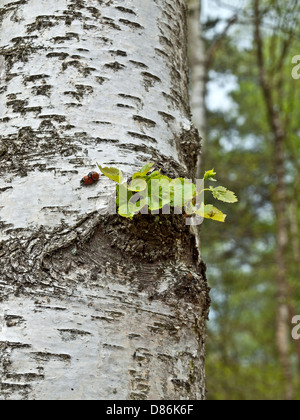 Neues Shooting auf der Birke im Frühling wächst Stockfoto