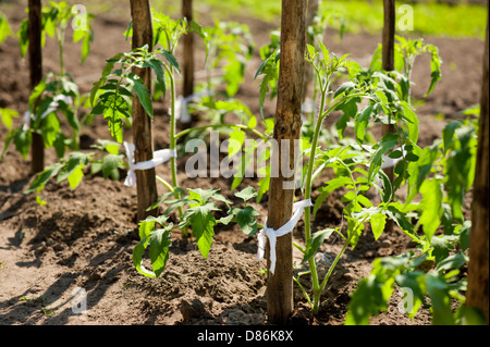 Junge Tomaten Setzlinge wachsen im Boden Stockfoto