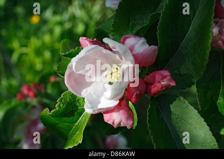 Apfelblüte, Malus Domestica Stockfoto