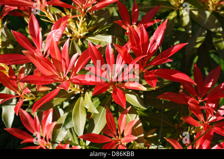 Pieris Japonica eine immergrüne Strauchpflanze mit dekorativen roten Blättern Stockfoto