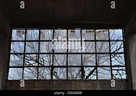 Äste hinter zerbrochenes Fenster in verlassenen Fabrik innen. Beton-Wand und Decke. Stockfoto