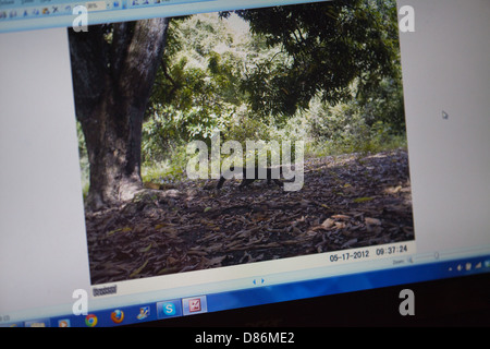 Falle Kamerabild von einem Tayra (Eira Barbara), auf einem PC-Monitor-Bildschirm angezeigt. Auf der Karanambu Ranch GUYANA aufgezeichnet. Stockfoto