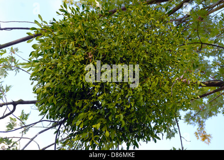 Viscum Album ist eine Art der Mistel in der Familie Santalaceae, allgemein bekannt als Mistel. Stockfoto