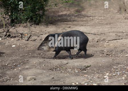 Halsband Peccary Tayassu tajacu Stockfoto